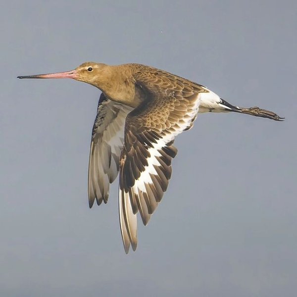 #birdsofinstagram🐦
#uk_wildlife_images
#godwit #ukbirds...