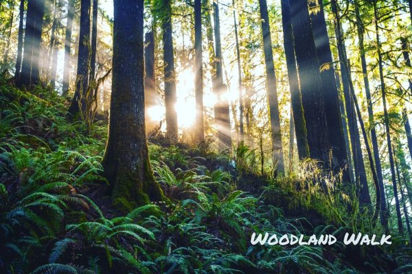 Woodland Walk 
Sunrays in the woods 

#woodland #nature #...