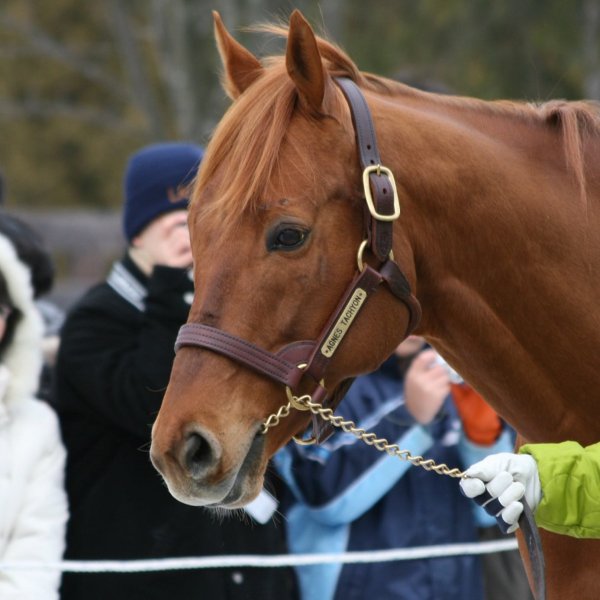 アグネスタキオン

僅か4戦ながら圧倒的な走りをしたアグネスタキオン。
中でもクロフネ、ジャンポケらを相手にしなか...