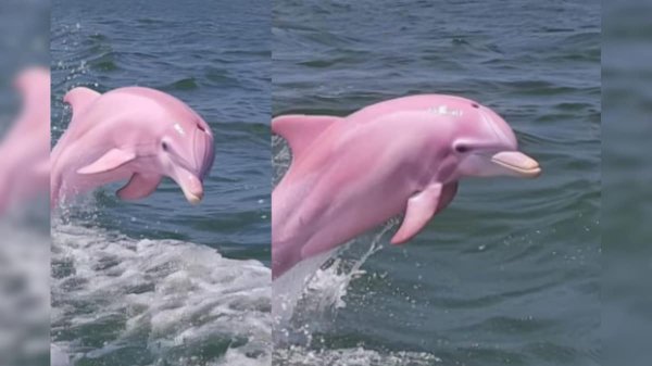 అరుదైన పింక్ డాల్ఫిన్ ఫొటోలు వైరల్.. చూస్తే మీ కళ్లను మీరే నమ్మలేరు..