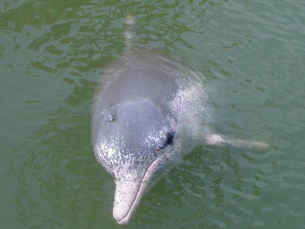 Indo-Pacific_humpback_dolphin