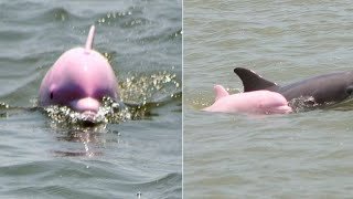Pink dolphin named “Pinky” spotted playing in Louisiana ship channel