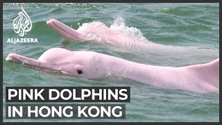 Rare pink dolphins return to Hong Kong amid lockdown