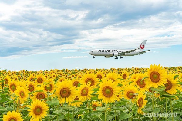 やっぱり18アプローチが良いよね～
少し青空ですが、14:30の便なので逆光なのが...😅

jalfans_en...