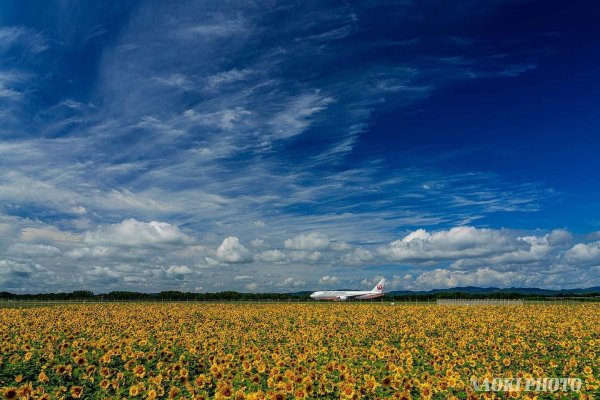 今日は風向きが残念で３６アプローチでしたが、午前中のJALの上りの頃の雲は最高でしたね～望遠か？広角か？迷ったけど...