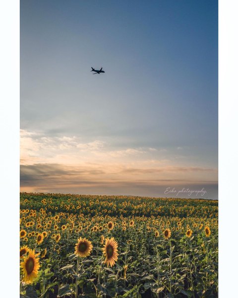 .
.
.
今年、一度だけ行けた向日葵畑🌻🌻
一便だけ、たまたま撮れて✈️✨
.
.
.
マスクをしてない人がいる...