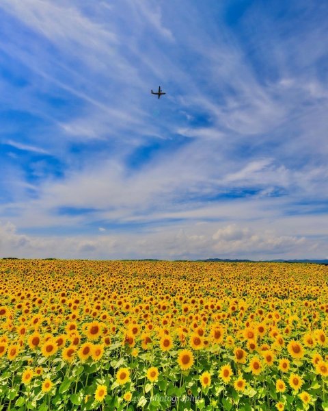 his_japan に届いた、旅の思い出をシェア🙌

今日は北海道の人気スポットのご紹介📸
9月に入りましたが、ま...