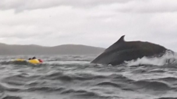 Kayaker survives being swallowed by humpback whale in Chile