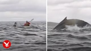 Humpback whale swallows kayaker whole - then spits him out
