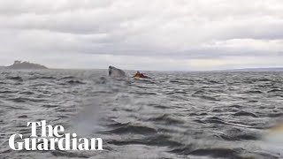 'I thought it had eaten me': humpback whale briefly swallows kayaker off the coast of Chile