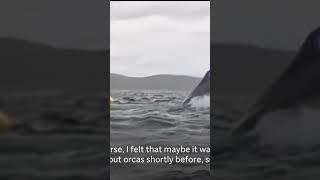 Humpback whale swallows kayaker before releasing him in Chilean Patagonia