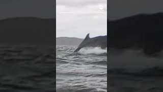 Humpback whale briefly swallows kayaker