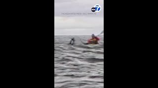Humpback whale swallows kayaker