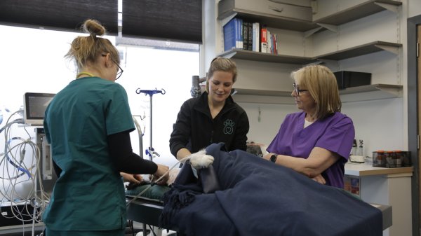 Fern Britton: Inside the Vet’s