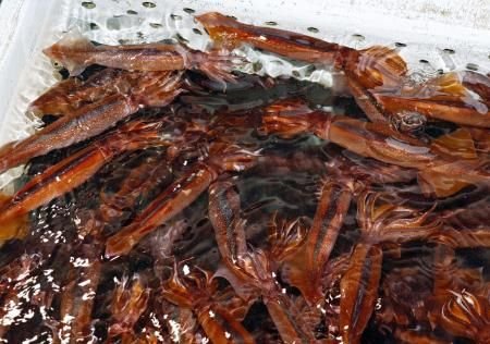 スルメイカの年間漁獲枠を拡大 | 岩手日報ONLINE