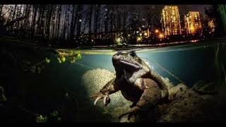 🎨🧠📸「AIか？本物か？」— 最優秀賞の栄光が一瞬で崩れた瞬間🐸🤖💔