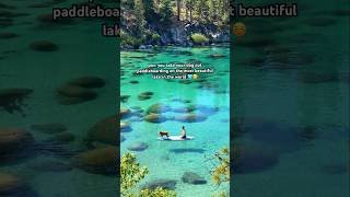 Lake Tahoe, California 🩵💦🤯 #laketahoe #usatravel #goldenretriever #california #nature